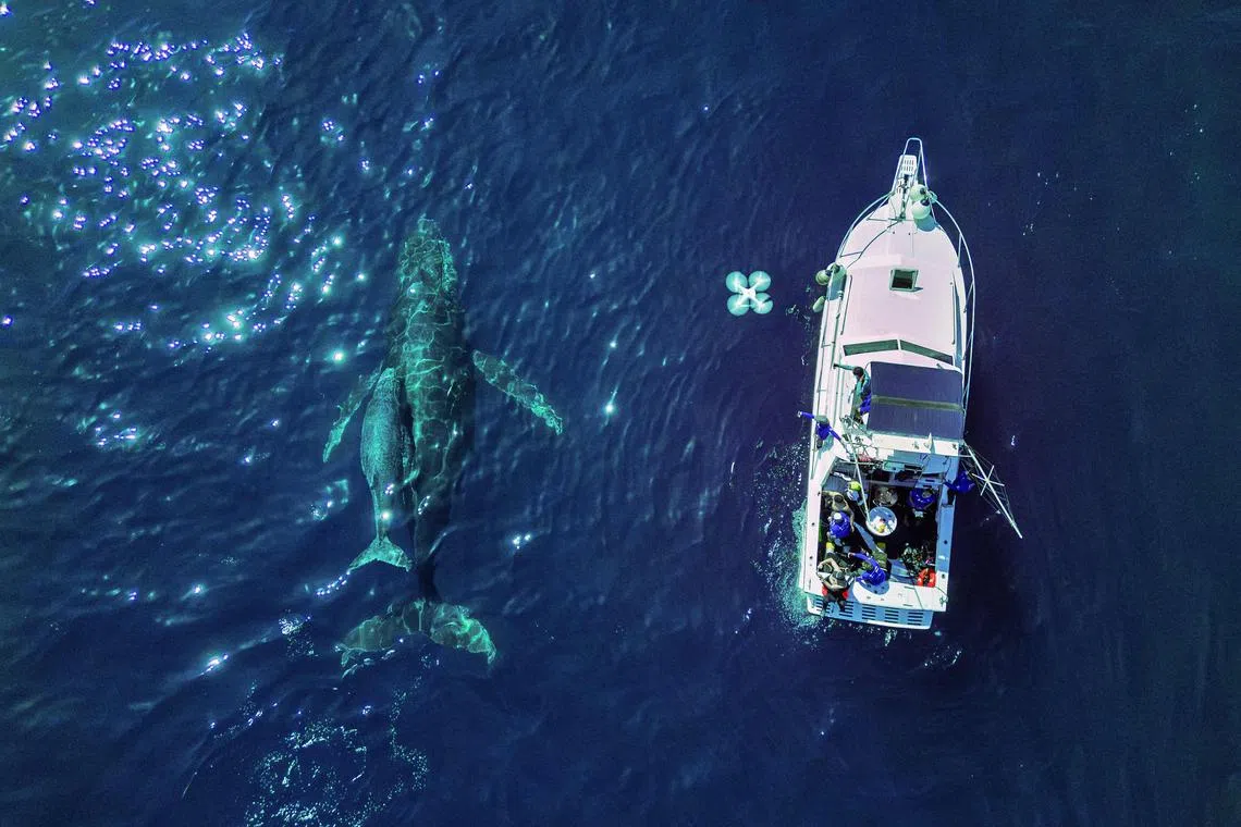 A mother humpback whale and calf are seen next to a boat used by scientists to monitor them on the coast of Vitoria, Espirito Santo state, Brazil on Aug 22.
