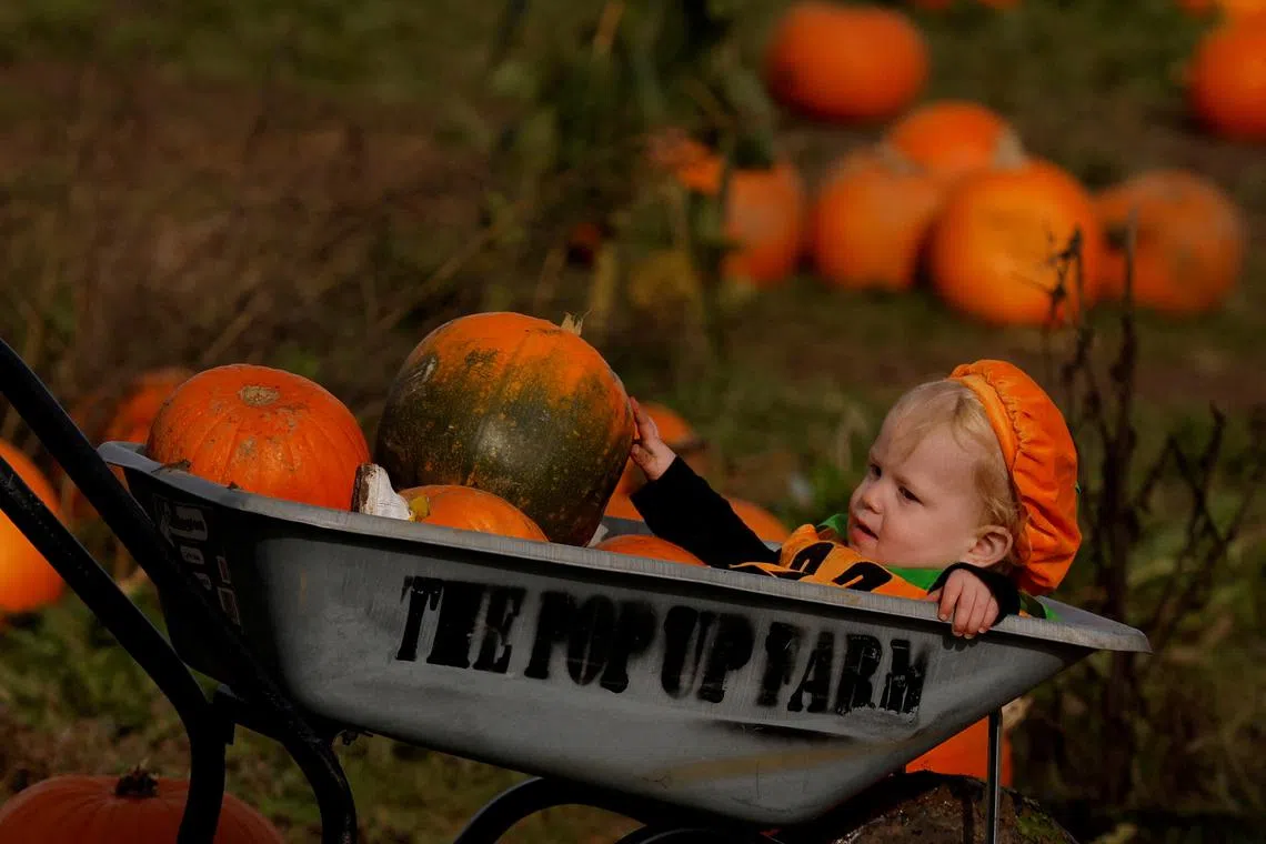 A child sitting in a wheelbarrow with pumpkins at The Pop up Farm, as people pick pumpkins ahead of Halloween, in Flamstead, St Albans, Britain, Oct 23, 2023. 