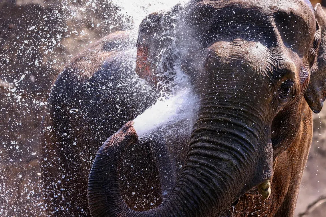 Sumatran elephants run out of room as fires spread