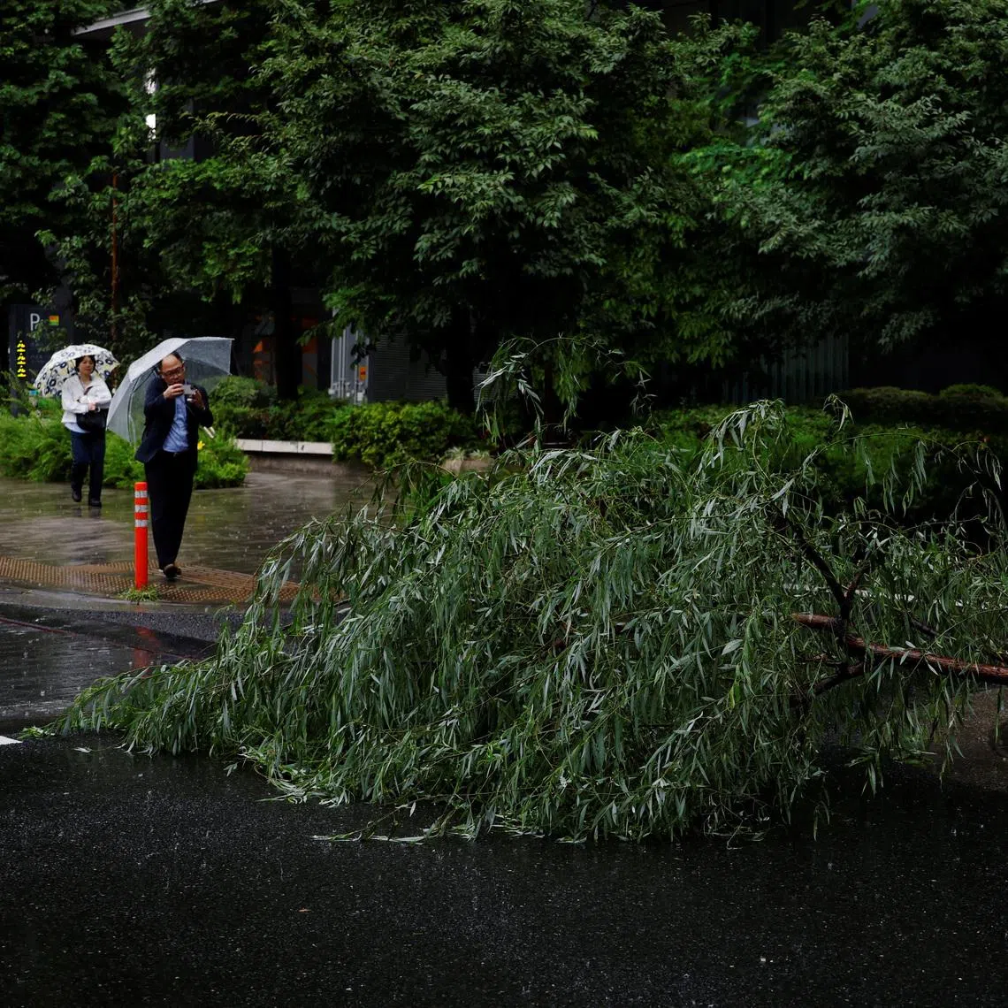 A toppled tree amid rain from Typhoon Jangmi in Tokyo on June 3.