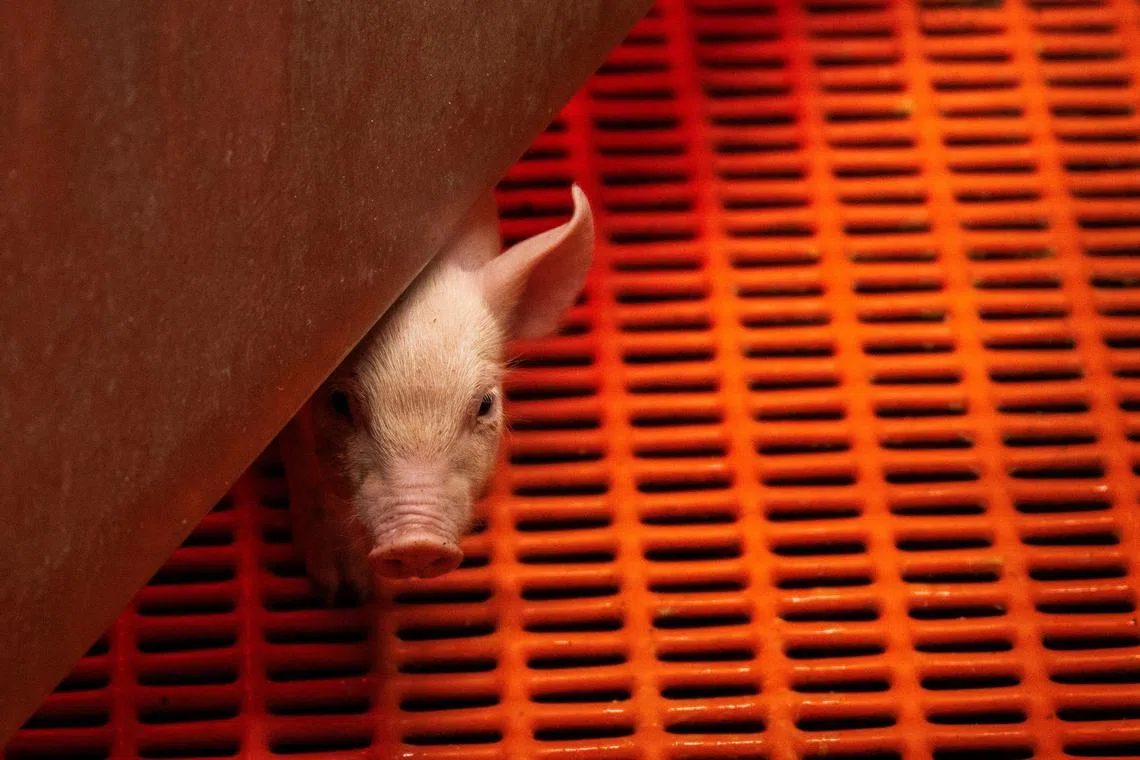 A young genetically altered pig looking out from a warming box, in its pen at Revivicor Research farm, in Blacksburg, Virginia.