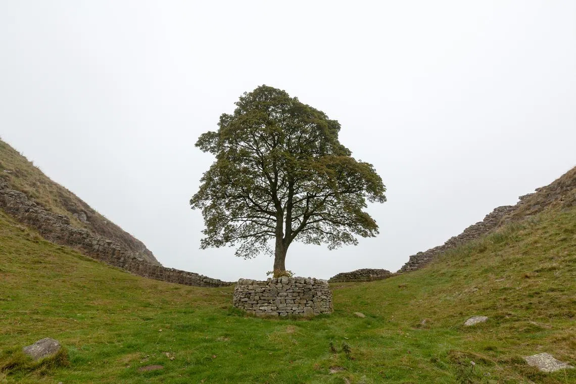 The tree stood for more than 200 years in the Northumberland National Park.