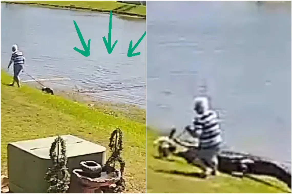The video showed how the alligator silently followed Ms Gloria Serge, then lunged at her dog before going for her.