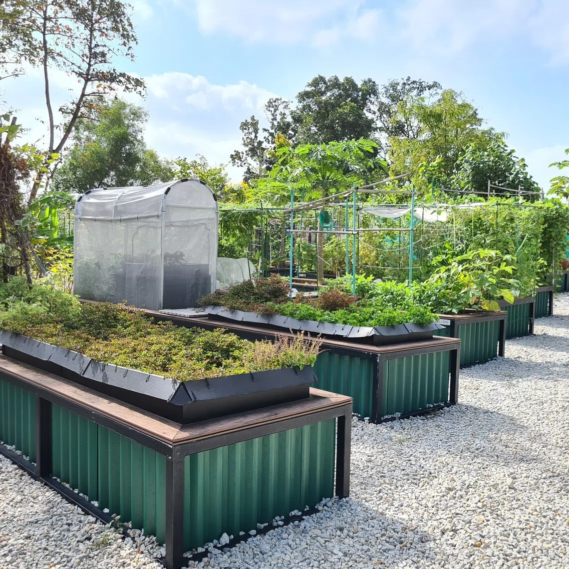 To date, more than 2,500 allotment gardening plots have taken root in 29 parks and gardens across Singapore.