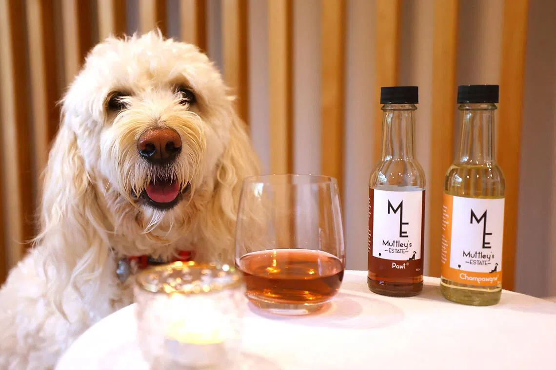 Muttley's Estate recently started selling a range of wines - such as Pawt, Champawgne, and Sauvignon Bark - which are exclusively used as mood enhancers for cats or dogs.  