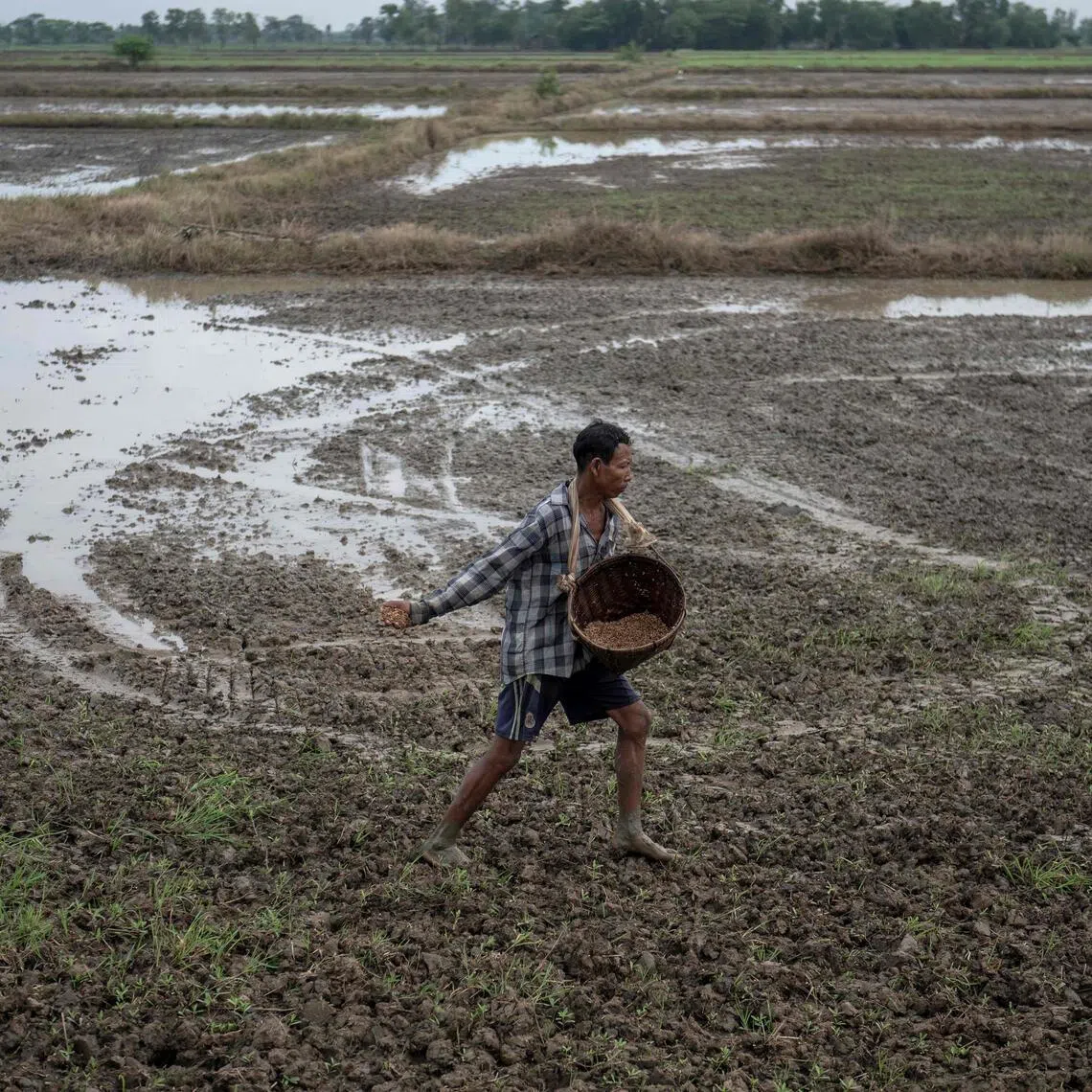 Farmers across import-reliant Asia are bracing for the high input costs to start weighing on rice production