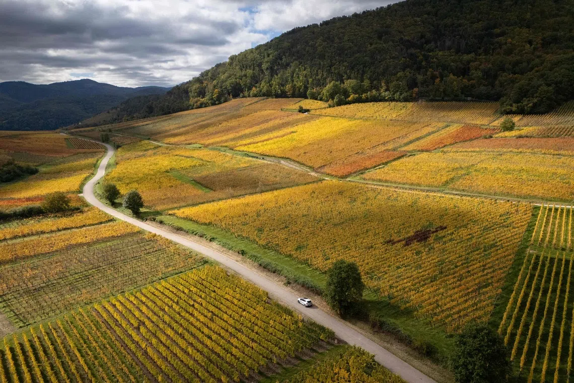 A car passing by fields and vineyards on an autumn day in Hunawihr, Alsace, eastern France, on Oct 15, 2025. 