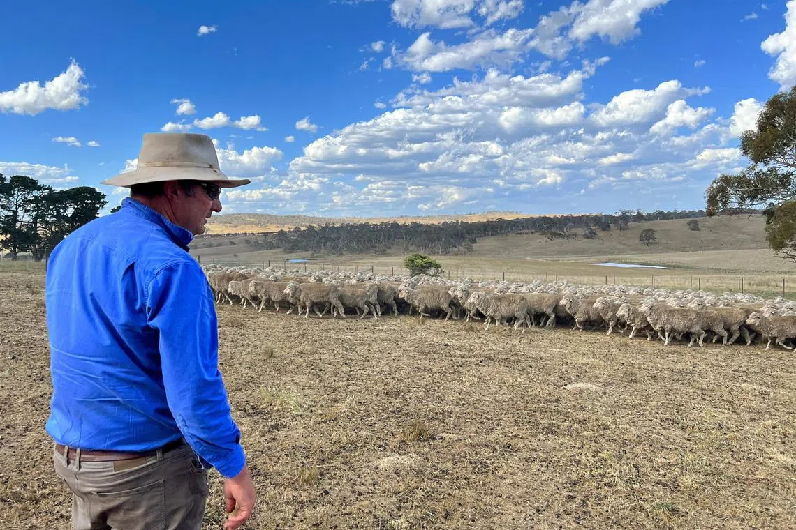 A livestock farmer herding sheep on a farm near Bombala, New South Wales, Australia, on Nov 19, 2023.