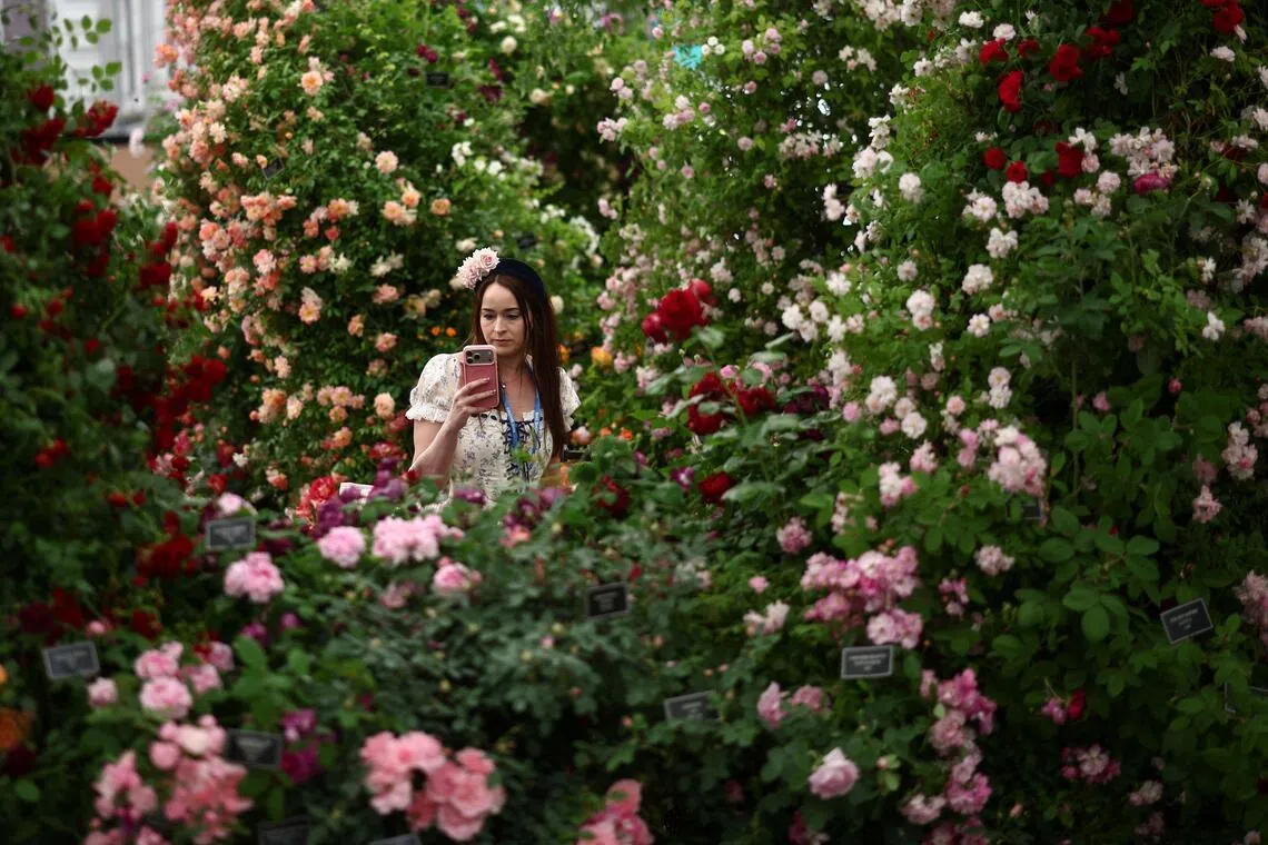 A visitor amid rose bushes from the Peter Beales' roses exhibit ahead of the 2026 RHS Chelsea Flower Show in London on May 18, 2026. 