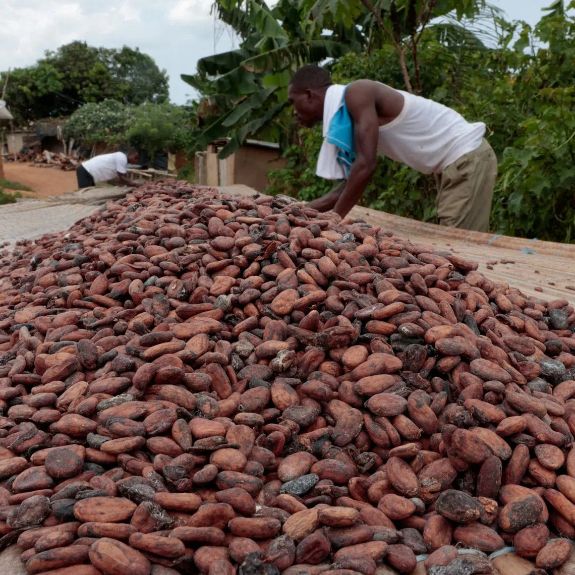 Koukou Koffi Krah Denos and Ouattara Drissa, cocoa farmers who said that they have been waiting for several months for the purchase of their harvest, sun-dry cocoa beans in Pont Nero, a village in San-Pedro, Ivory Coast, February 13, 2026. REUTERS/Luc Gnago