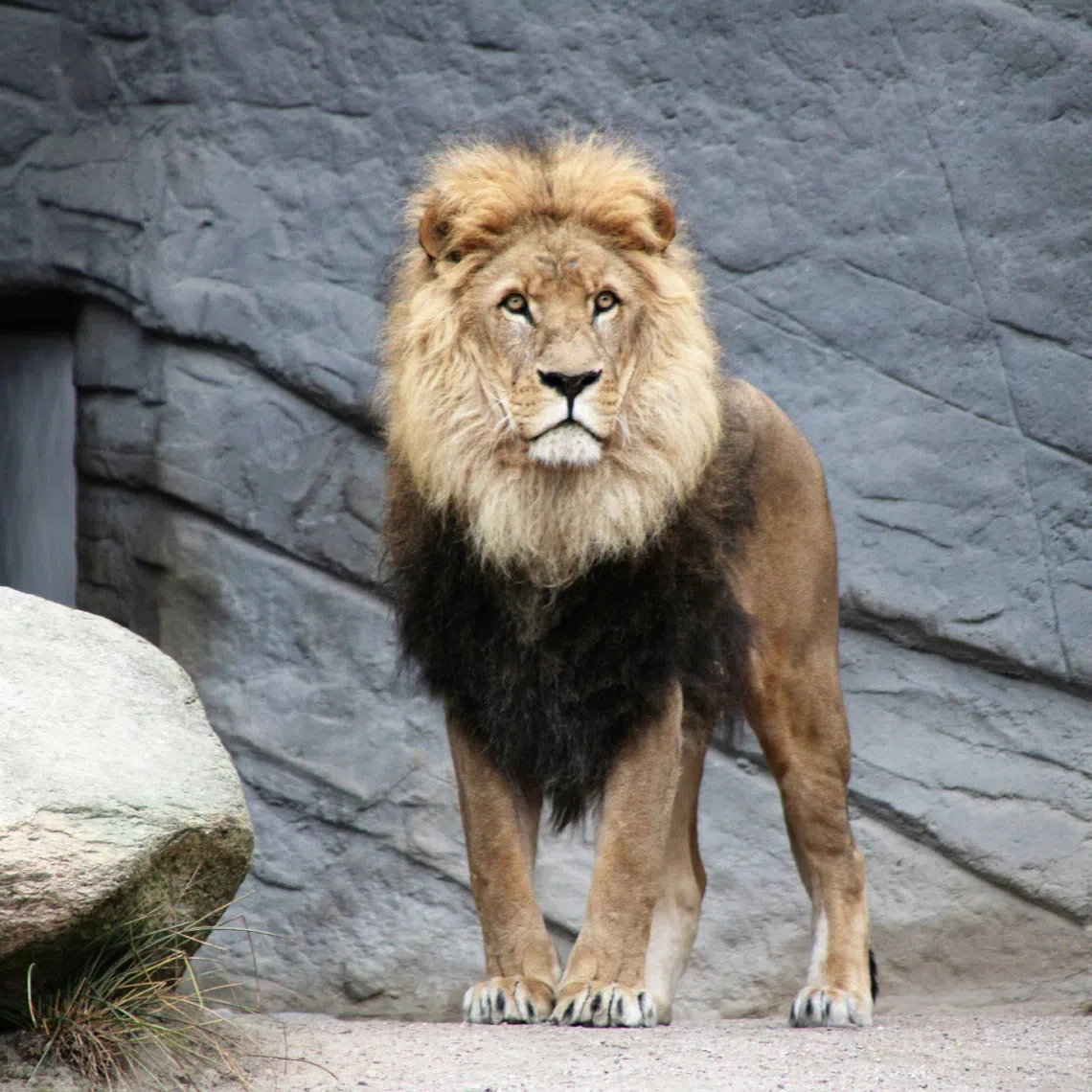 Autopsies revealed that all three lions suffered from dehydration and multiple organ failure, and the cause of all the deaths is believed to be heatstroke.