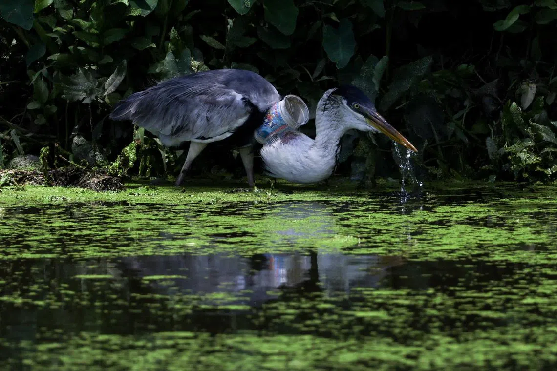 FILE PHOTO: A heron with a plastic cup stuck through its throat stands on the banks of Morto river, in Rio de Janeiro, Brazil December 6, 2024. REUTERS/Ricardo Moraes/File Photo