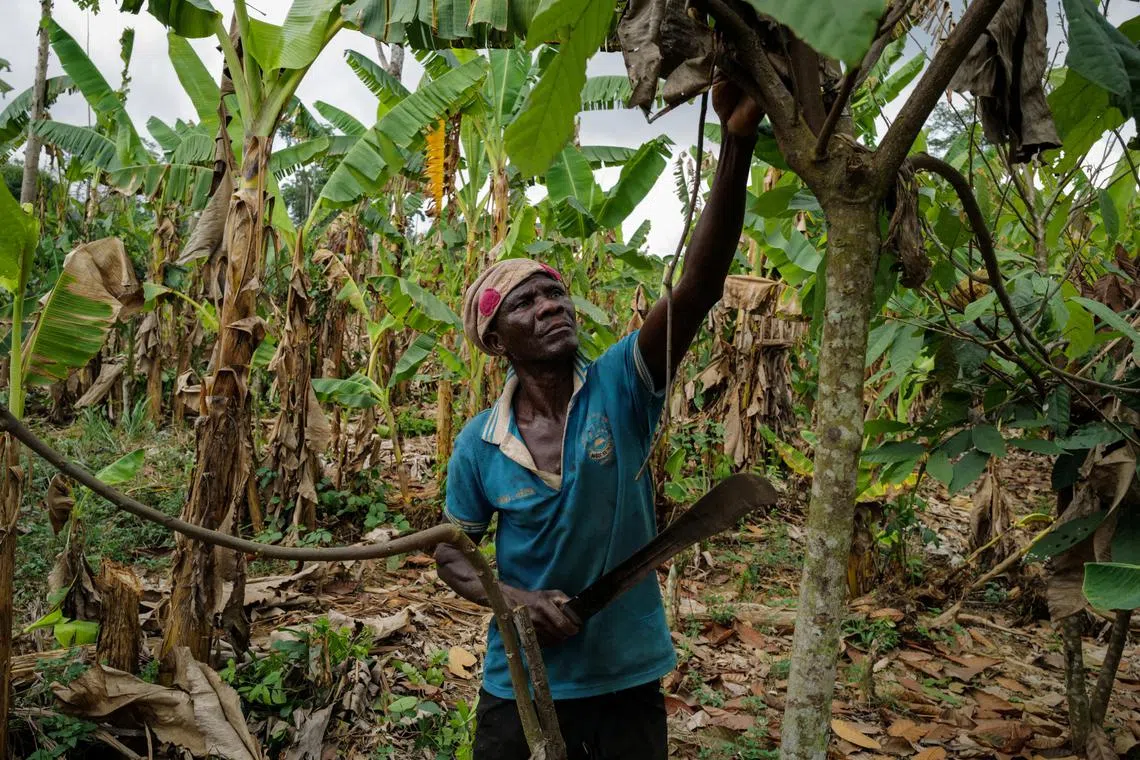 The African nation is one of only two countries where carbon-tax liable companies in Singapore can currently source for carbon credits from.