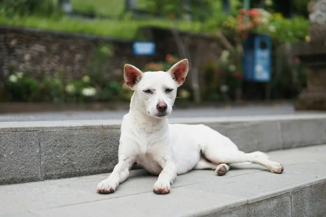 Bali’s rabies crisis in spotlight following Jembrana dog attack