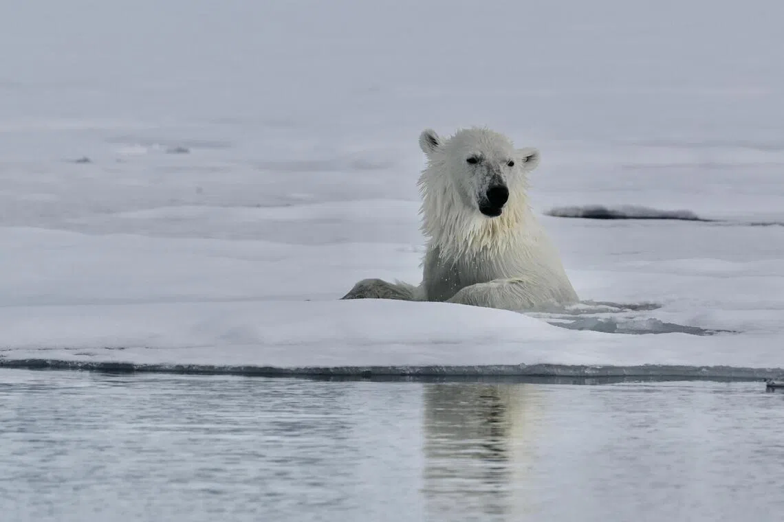 Samples taken from a polar bear and a walrus that had died in the Svalbard region in the Arctic tested positive for the H5N5 variant of the bird flu virus.