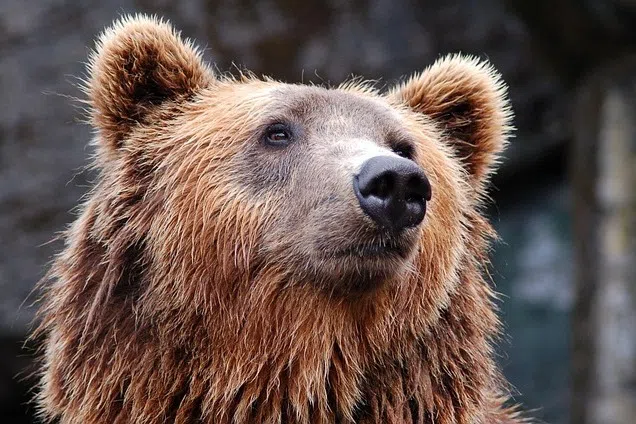 Bears in Japan have attacked tourists, entered stores and appeared near schools and parks, especially in northern regions.