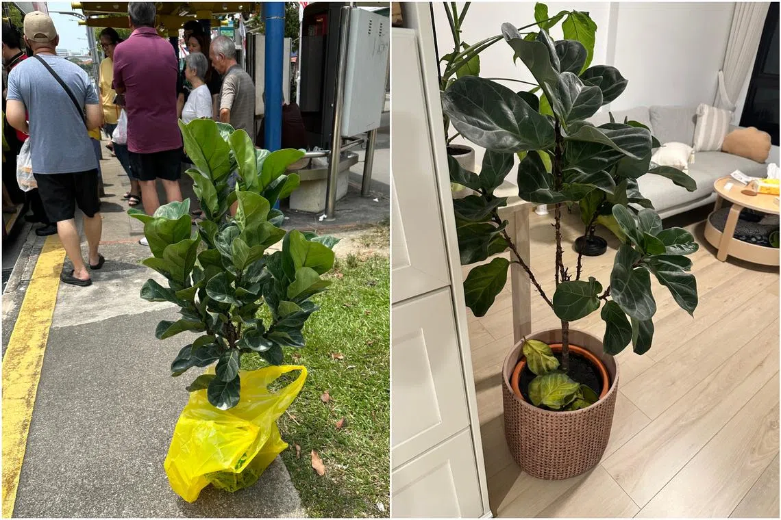 The writer's fiddle-leaf fig (left) just after he bought it on Sept 1, 2023. Signs of decline were spotted in July when it started to shed leaves (right).