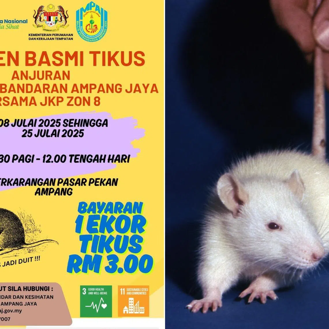 The Rat Extermination Campaign will run from July 8 to 25.