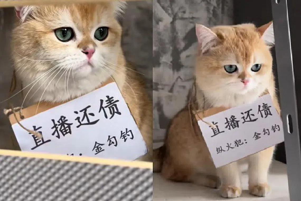 The cat had accidentally turned on an induction cooker by stepping on a touch panel, sparking a blaze on April 4.