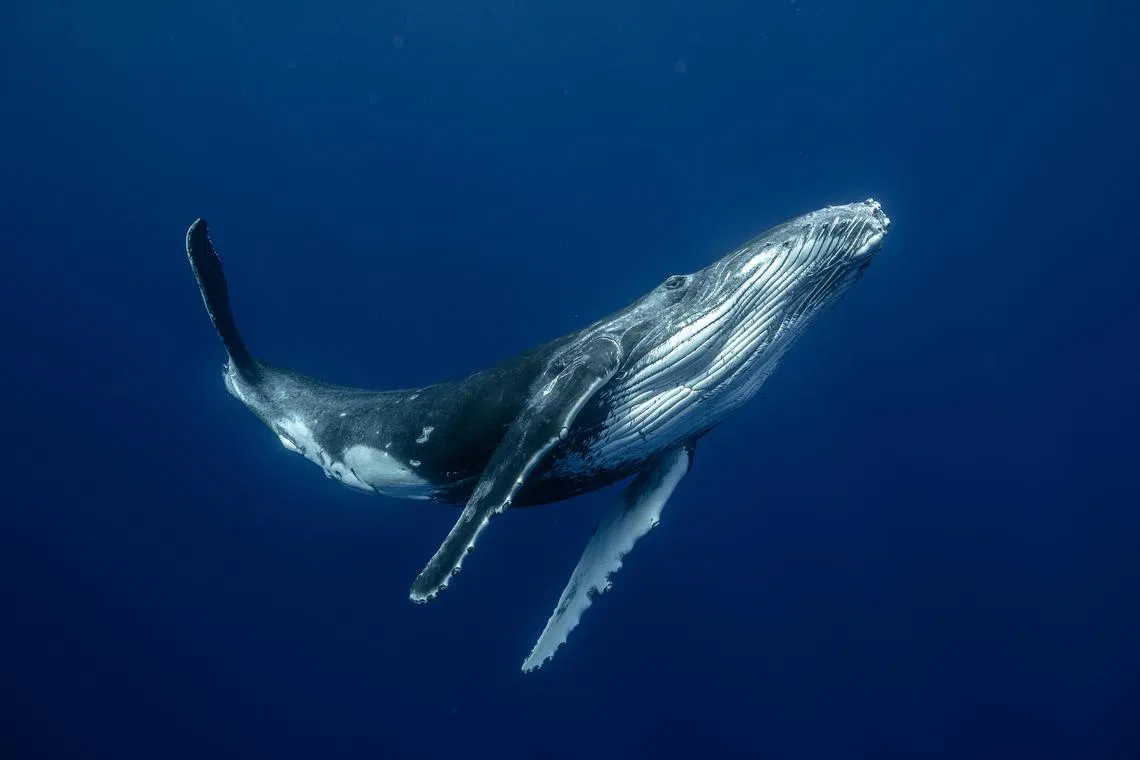 In an undated photo provided by Karim Iliya, A humpback whale in the South Pacific. The means by which some whales make their calls has remained a mystery, though a new study in the journal Nature puts forth a new explanation, discovered thanks to a contraption that forced air through the voice boxes of three dead whales.  (Karim Iliya via The New York Times) Ñ NO SALES; FOR EDITORIAL USE ONLY WITH NYT STORY WHALE SOUNDS by GOLEMBIEWSKI of FEB. 26, 2024. ALL OTHER USE PROHIBITED Ñ 