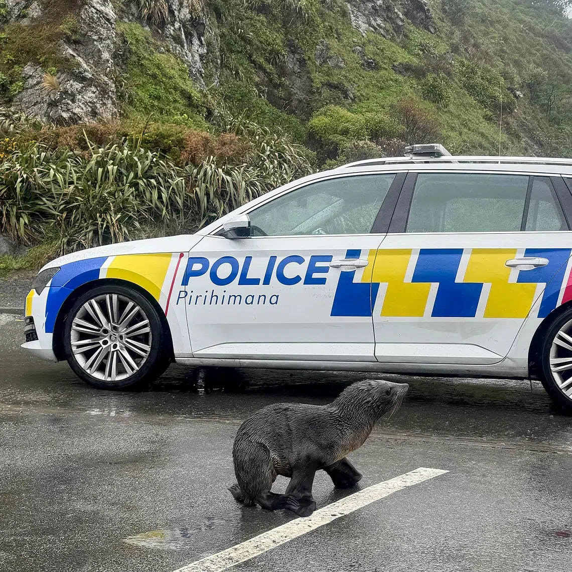 The slightly soggy marine mammal was spotted by locals “dangerously” crossing Hutt Road in Wellington in the afternoon on Sept 27, police said.