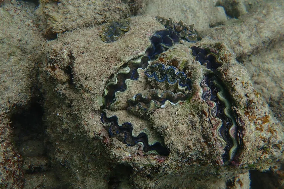 A group of Boring giant clams in Tioman, named after their ability to burrow into corals and other surfaces. 
