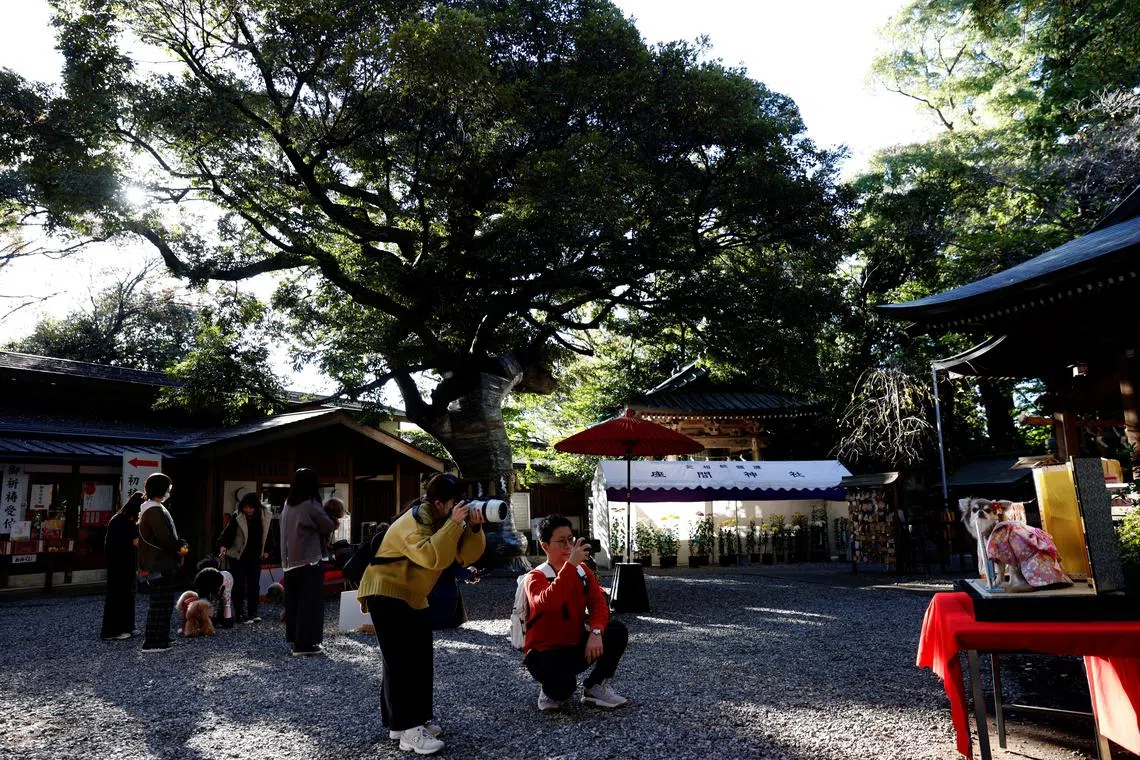 Pet owners taking photos of their pet dogs during a Shichi-Go-San blessing, traditionally performed for young children to ask for health and happiness, at Zama Shrine in Zama, Kanagawa Prefecture, near Tokyo, Japan Nov 14, 2023. 