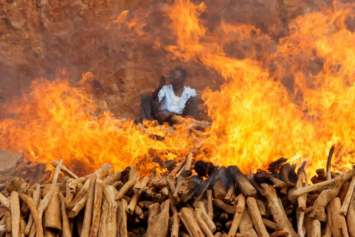 Illegally harvested sandalwood confiscated by Kenya's multiagency security teams was set ablaze to curb the trade in their essential oil, which is extracted to manufacture medicines and cosmetics at the Directorate of Criminal Investigations (DCI) offices along Kiambu road in Nairobi, Kenya Feb 28, 2023. 