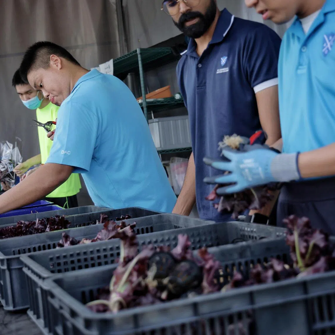 Young adults with autism removing the roots of harvested vegetables at St. Andrew’s Autism Centre’s rooftop urban farm, a community partnership with BlueAcres where clients are equipped with vocational training in sustainable farming practices, on March 27, 2024. ST PHOTO: KEVIN LIM smautism27