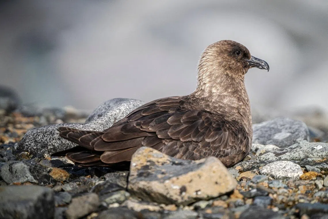 New Zealand reports first H5N1 bird flu case in migratory seabird