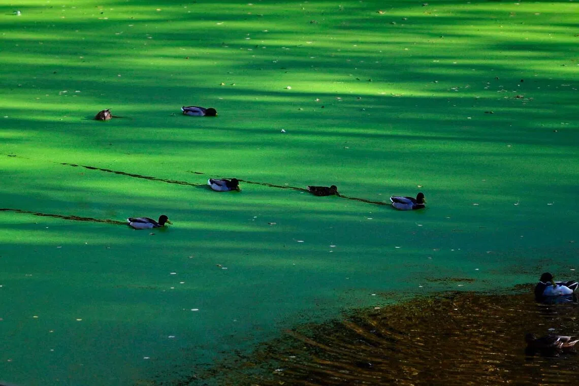 Ducks swim in a pond of a park in Berlin on October 26, 2025. (Photo by Tobias SCHWARZ / AFP)