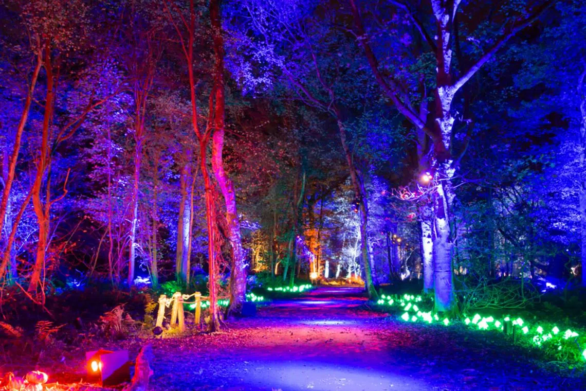 Harry Potter: A Forbidden Forest Experience coming to Sentosa in ...