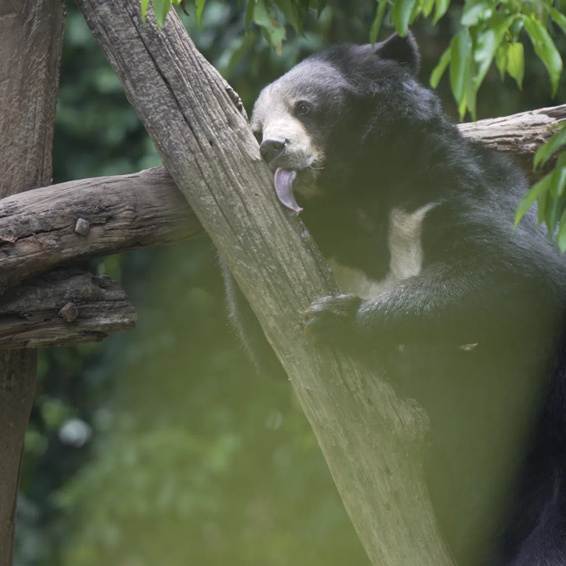 Honey is smeared high up on the trees to encourage the rescued bears to practice their climbing skills.