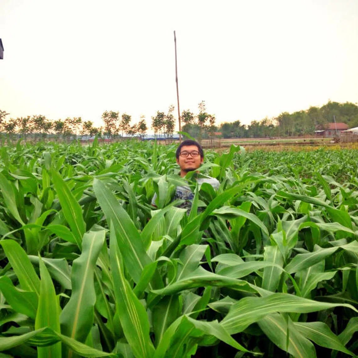 The rice-eating country is aiming to have 30,000 hectares of sorghum plantations by end-2023, and 40,000 hectares by 2024.