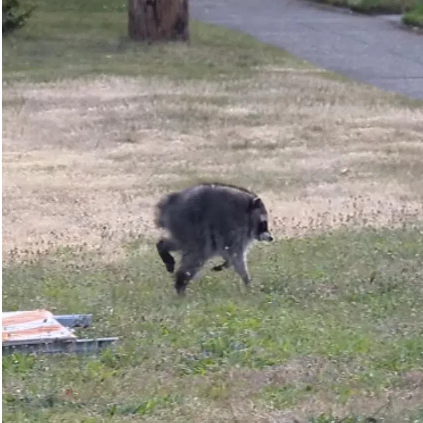 As Jimothy’s fame spread, Seattle residents began sharing their own encounters with the raccoon.