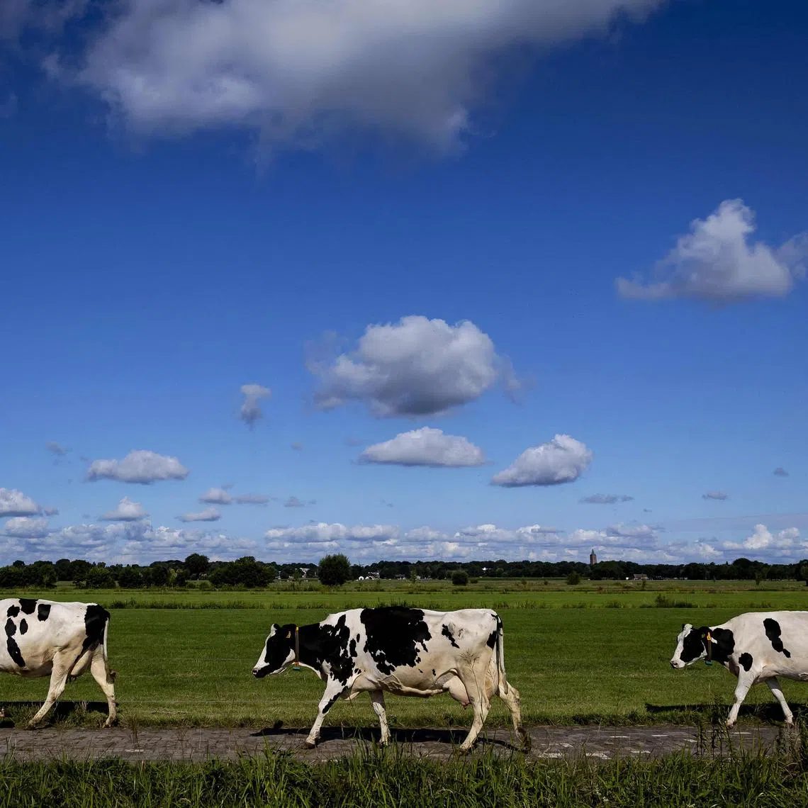 Livestock is energy-intensive and requires more land and resources than plant-based foods.