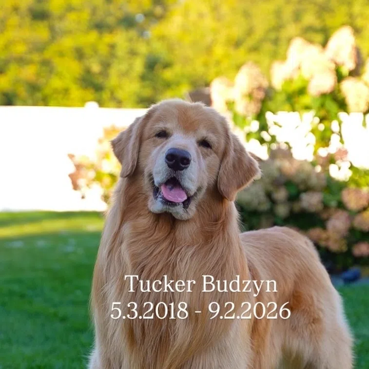 Tucker, who was eight, was diagnosed with lymphoma and died on Sept 2, said his owner Courtney Budzyn.