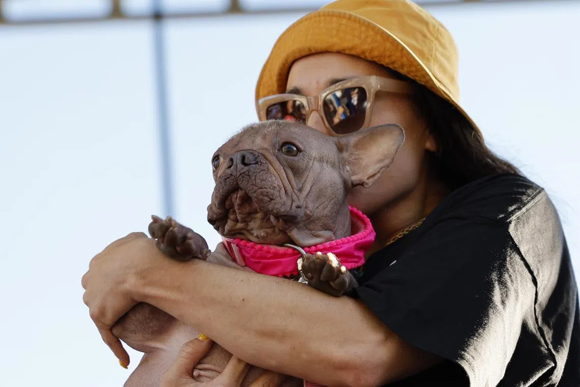 Petunia - a French bulldog mix - and owner  Shannon Nyman celebrating first place in the 2025 World’s Ugliest Dog Contest, at the Sonoma County Fair in California, on Aug 8.