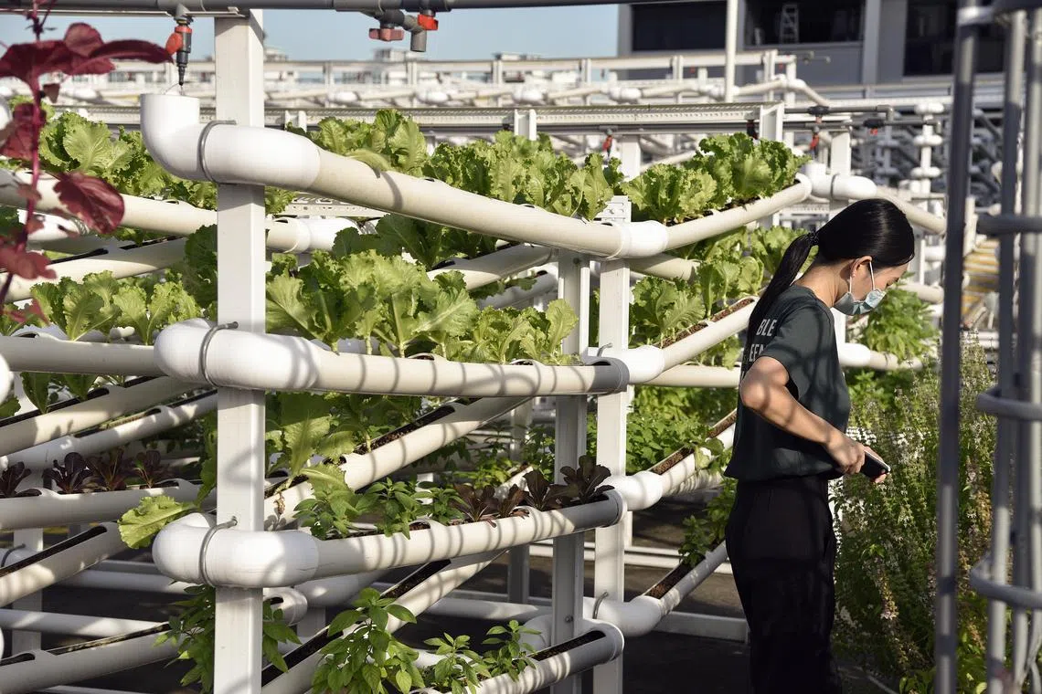 A rooftop urban farming pilot project in Ang Mo Kio, run by agri-tech company Citiponics.