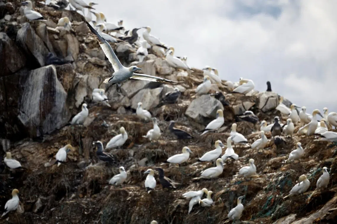 FILE PHOTO: A view shows the colony of northern gannets on the Rouzic island of the Sept-Iles archipelago, a bird reserve affected by a severe epidemic of bird flu, off the coast of Perros-Guirec in Brittany, France, September 5, 2022. REUTERS/Stephane Mahe/File Photo