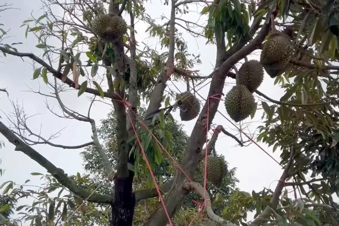 Damage from durian thefts last year in Trat province was estimated at several million baht after tons of fruit were stolen.