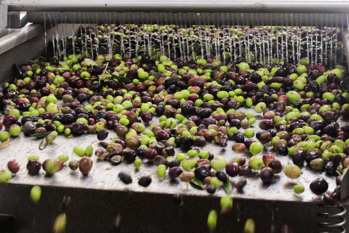 Olive oil production in Greece is set to improve, but not enough to offset the decline in Spain.