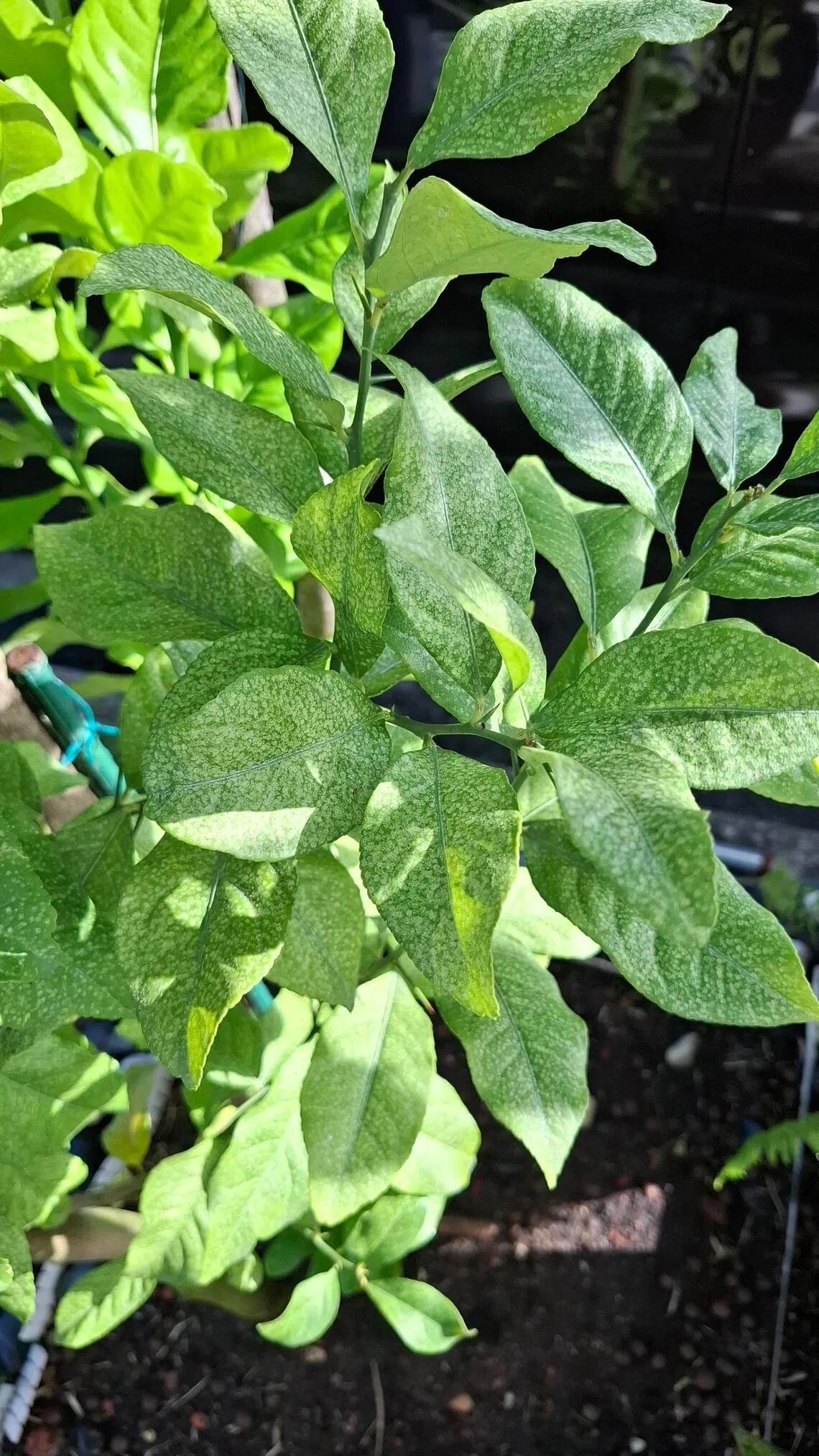 Spray summer oil on all parts of a lemon tree to combat mites.