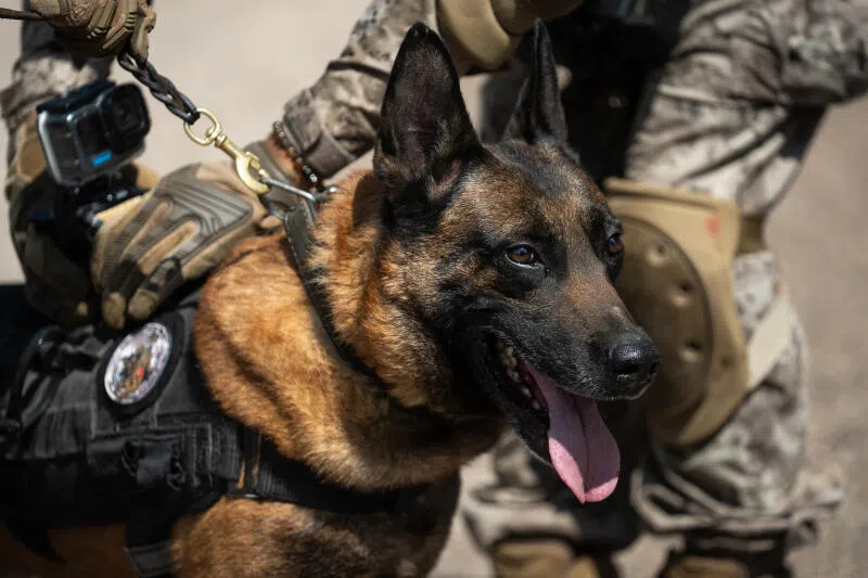 A US startup wants to gene-edit and clone military dogs like the Belgian Malinois in a ‘Captain America programme’ that serves more as mass entertainment, says the writer.
