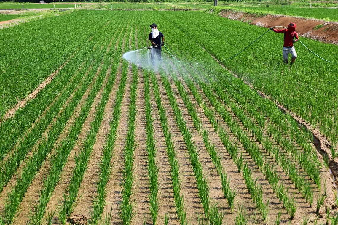 Japan veers from rice shortage to glut, dealing blow to farmers