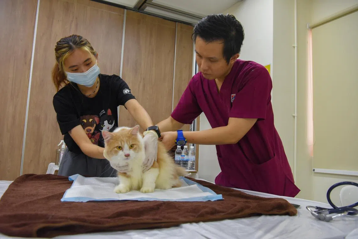 A total of 77 cats, 25 dogs and other smaller pets were given free health screenings on May 13.