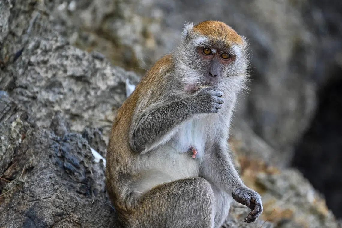 A long-tailed macaque eats a biscuit on the World Wildlife Day at a forest nearby Lhoknga beach in Indonesia's Aceh province on March 3, 2023. 