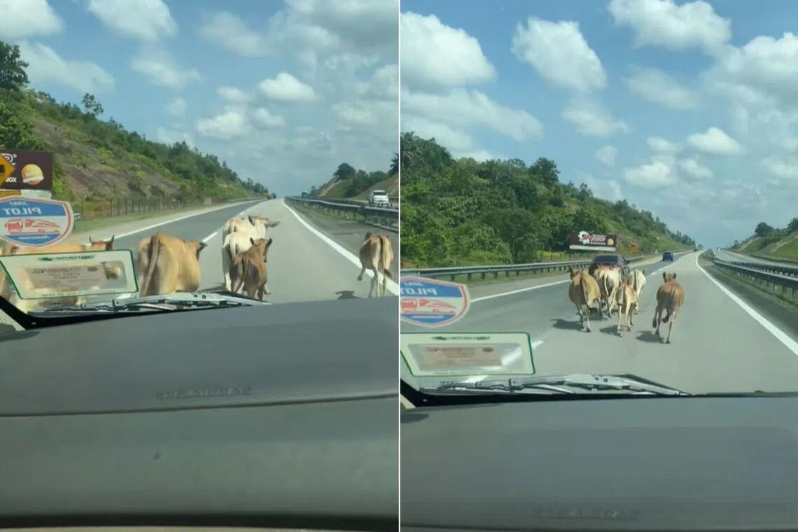 Seven cows were caught on camera trotting along a highway in Malaysia.