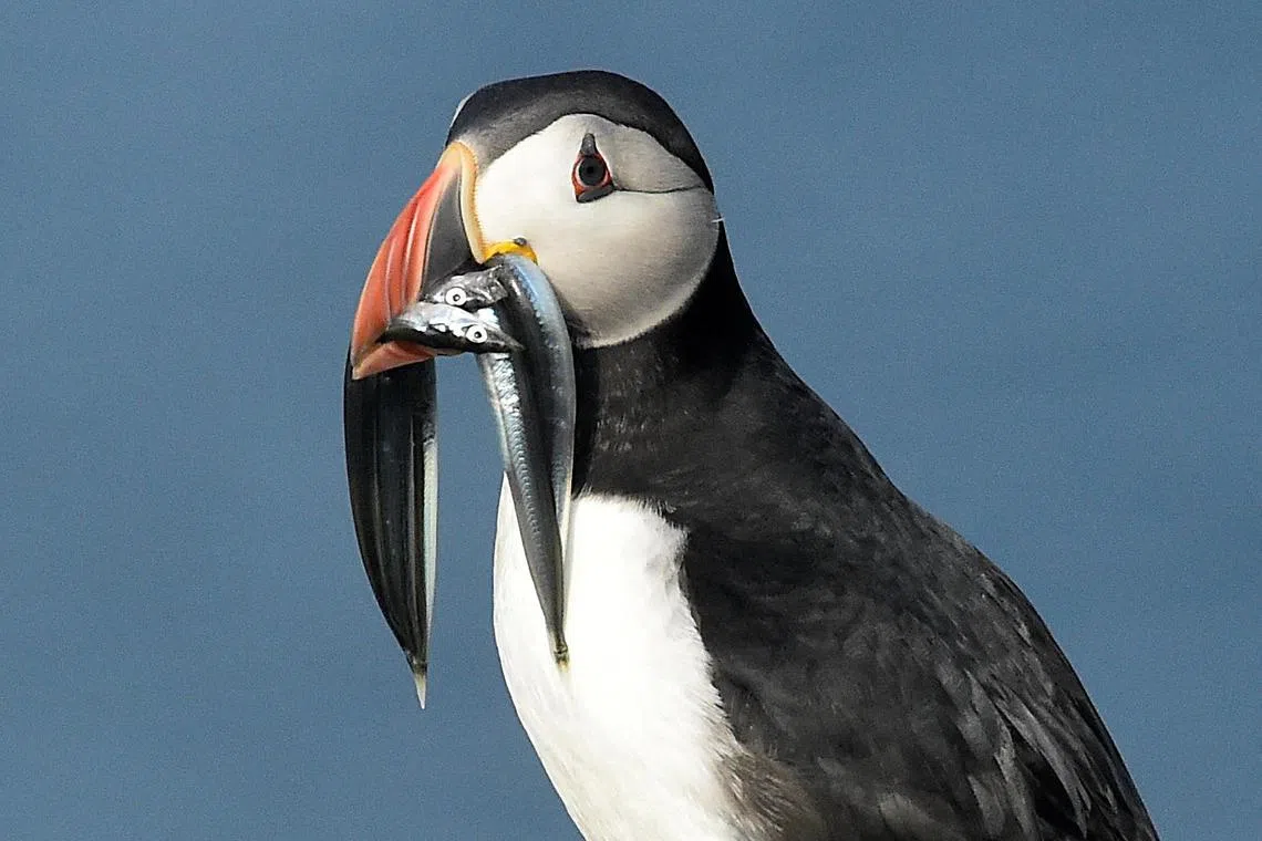 An Atlantic Puffin carries sandeels in its bill on the island of Skomer, Pembrokeshire in Wales, Britain June 11, 2018. 