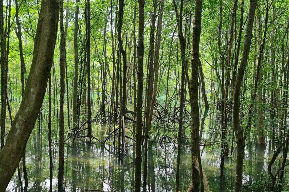 go-green-sg-pasir-ris-mangrove-walk